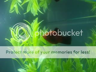 Fishtank002.jpg