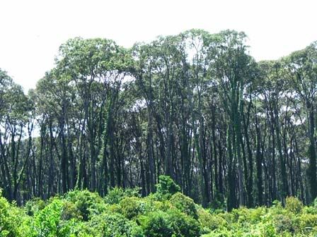 tree-badas.jpg