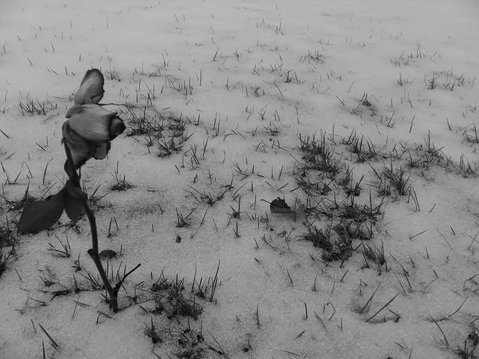 Picture027.jpg