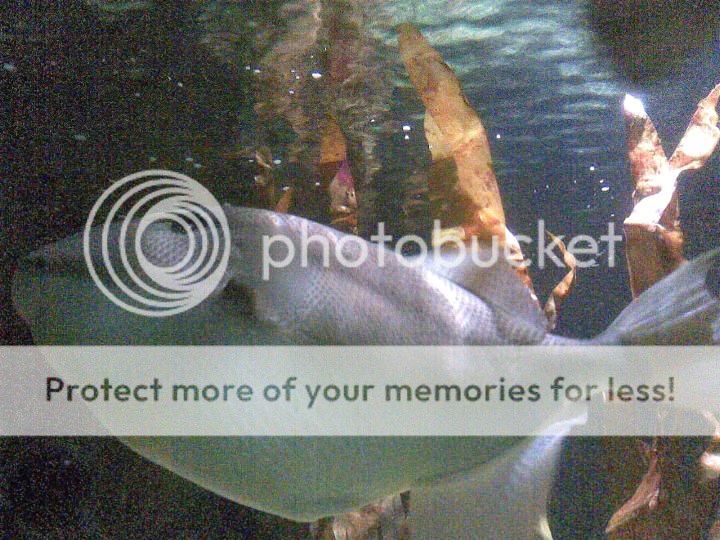 18072006029.jpg