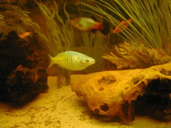 Plecs024.jpg