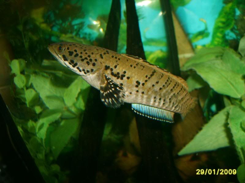 snake059.jpg