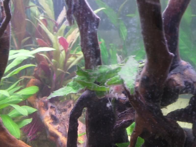 algae1.jpg