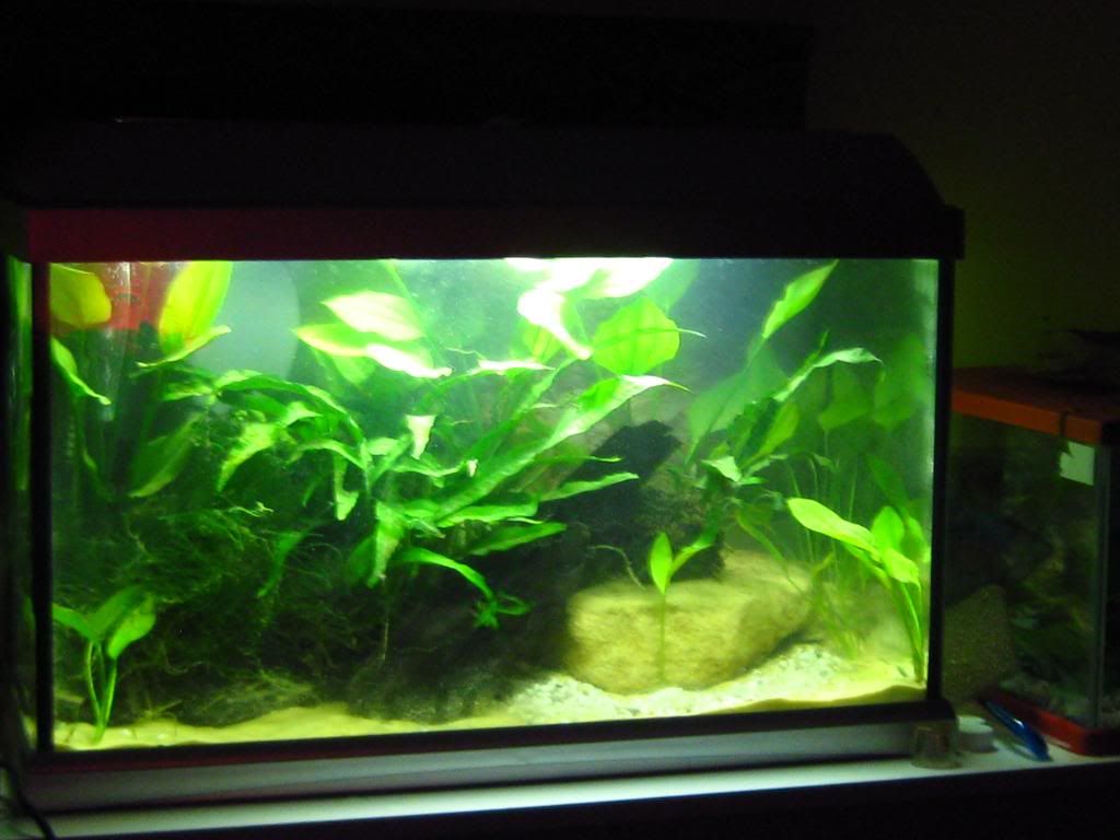 lightituplikeitsdynamite057.jpg