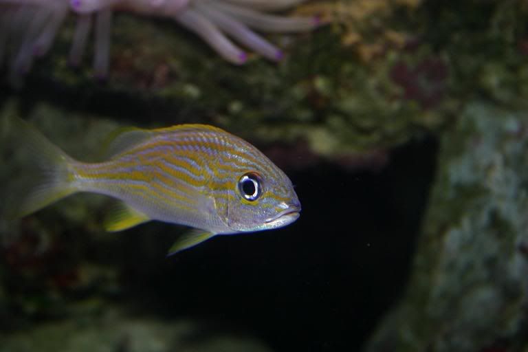 fish.jpg