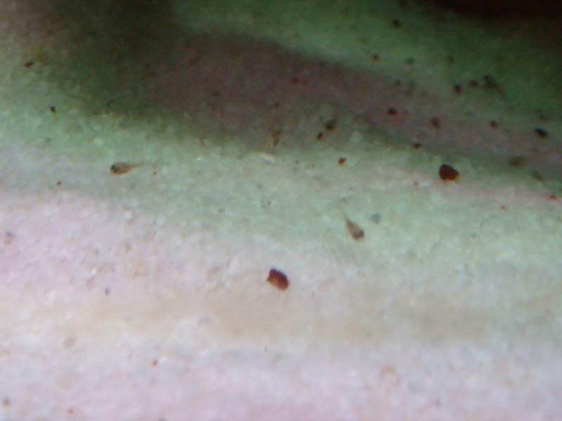 babies005.jpg