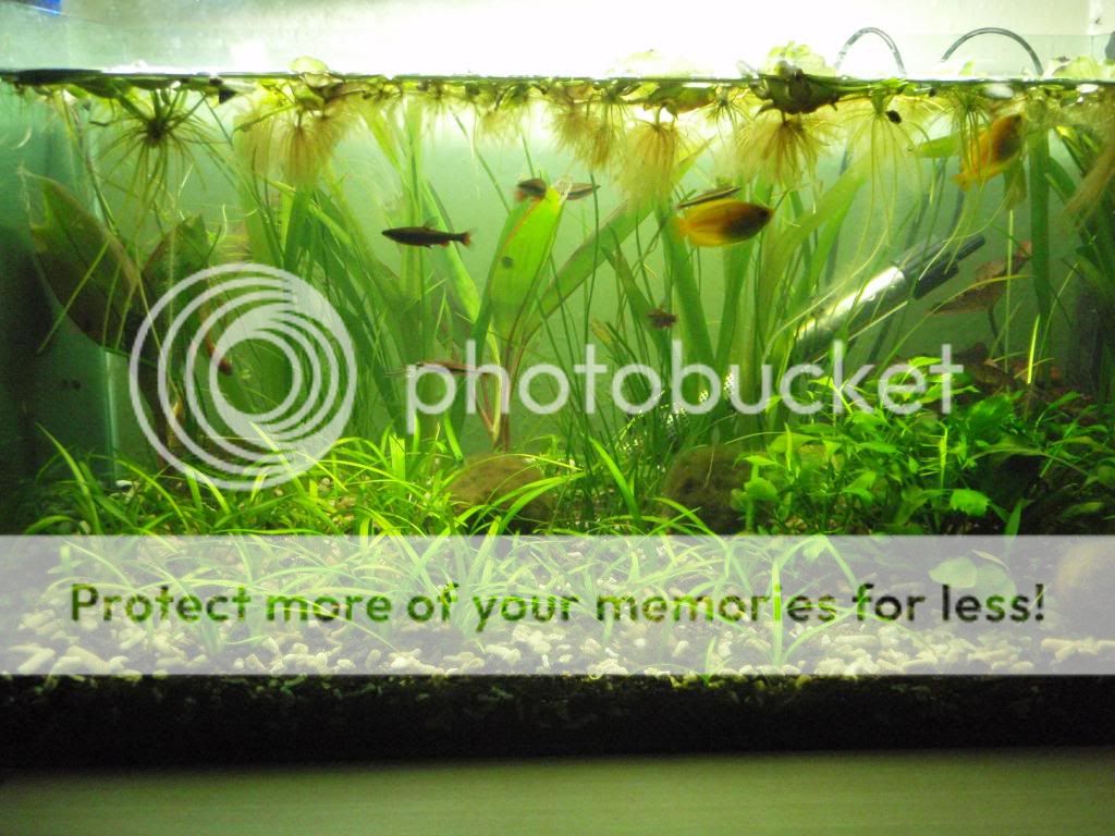 PC310220_zpsbbe75503.jpg