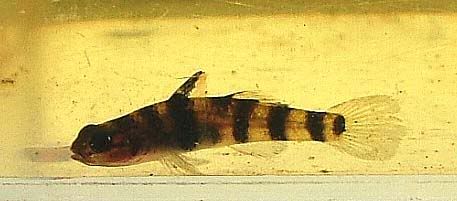 goby3-matang.jpg