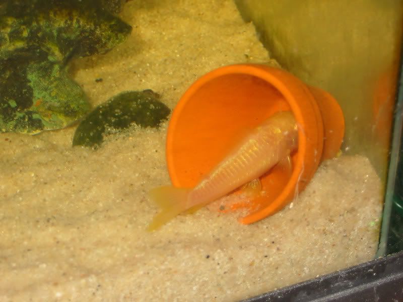 Coryinpot.jpg