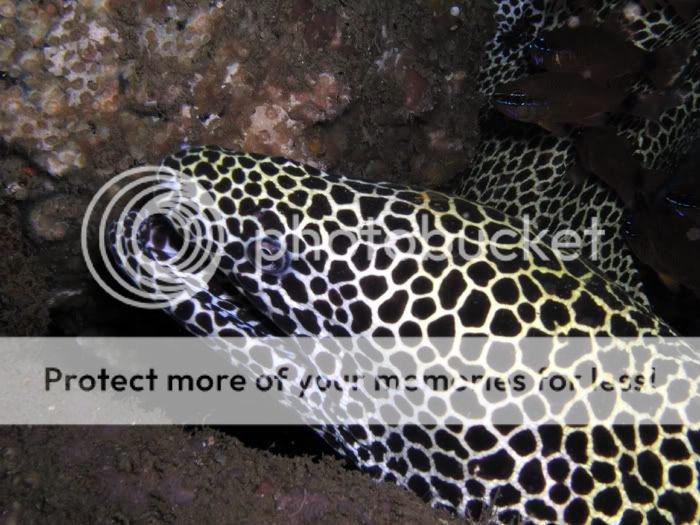FredMoray.jpg