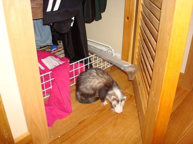 ferrets023.jpg