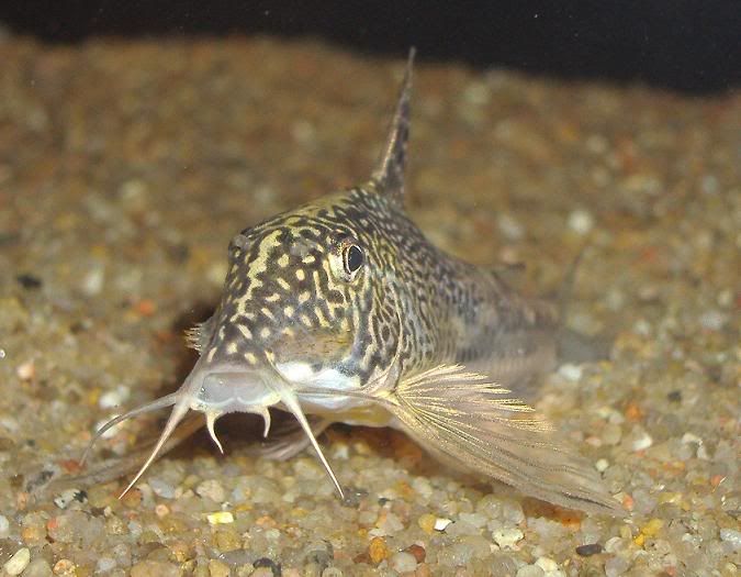 barbatus01.jpg
