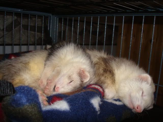 ferrets1003.jpg