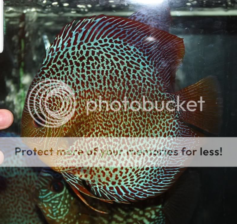 fishpaint2.jpg
