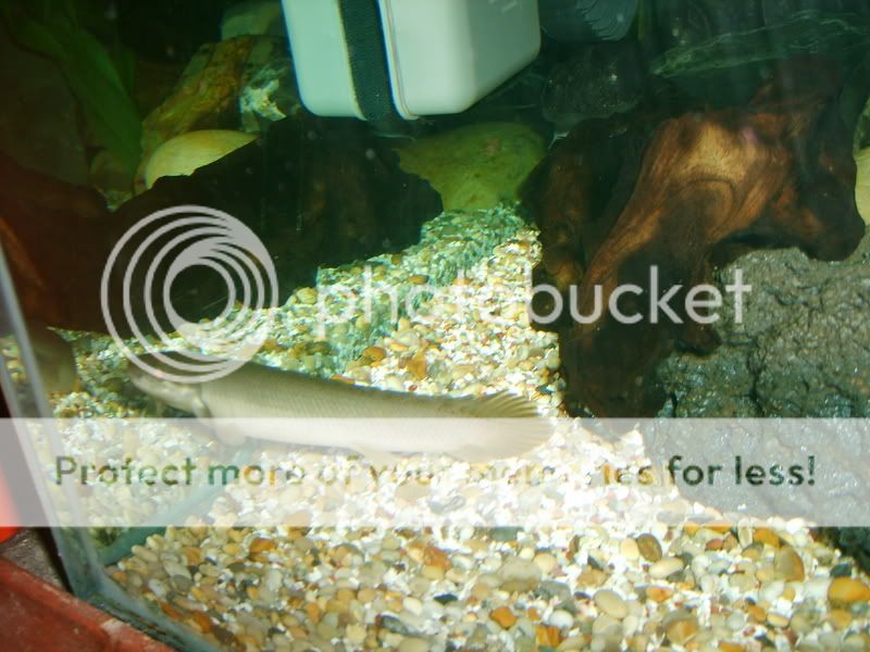 paulasholidayandneilsfishes185.jpg