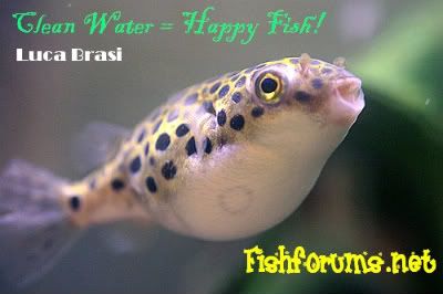 greenspottedpuffer2-1-1.jpg