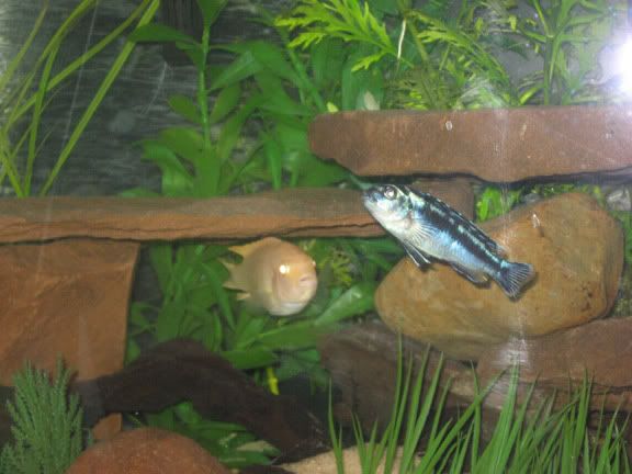 newtankpics5.jpg