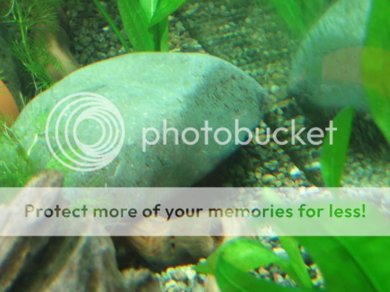 PictureorVideo448.jpg