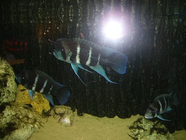 frontosa003.jpg
