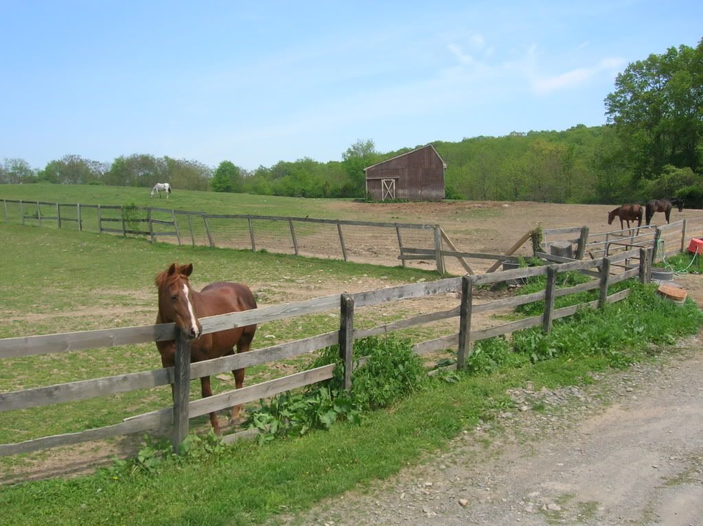 horses12013.jpg