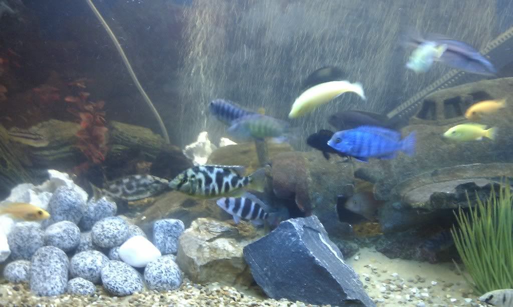 IMAG0174.jpg