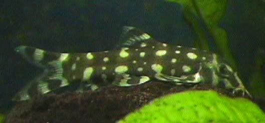 04_08_05BAngelicus1.jpg