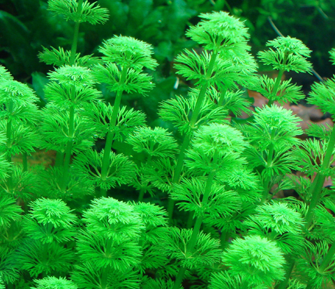 Limnophila%20Sessiliflora_Popup_L.jpg