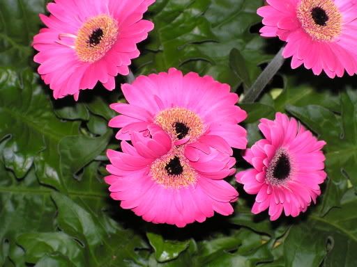 PICT0030.jpg