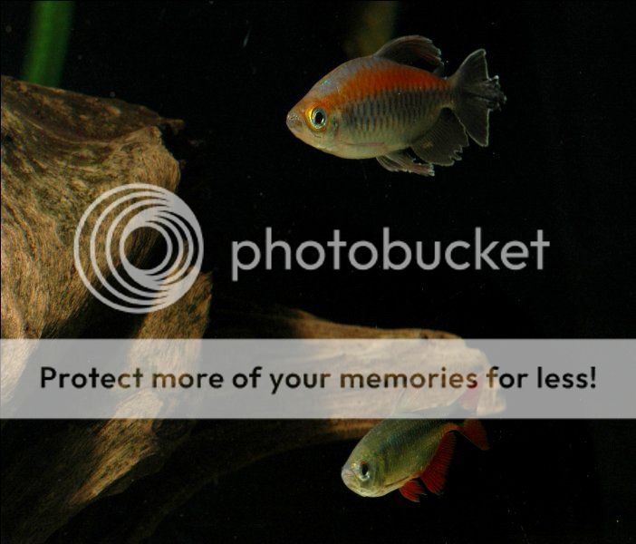 1tetras_702x600.jpg