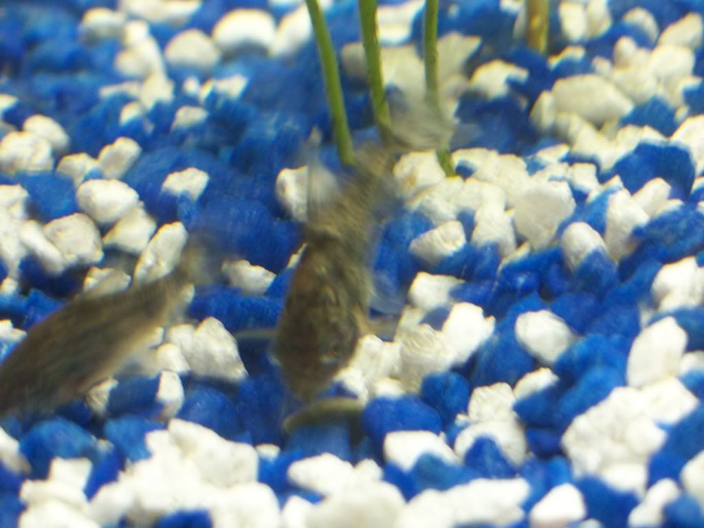 Kensfishes012.jpg