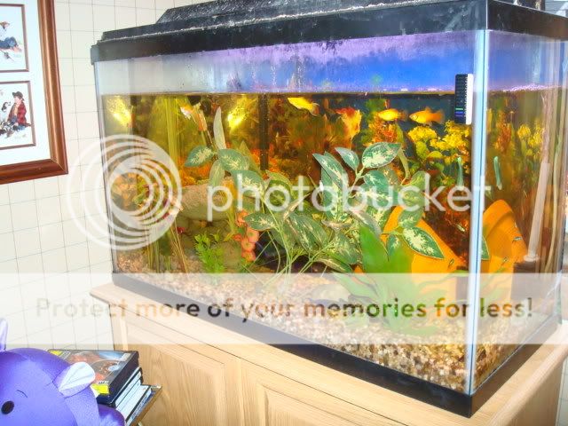 bettatanks011.jpg