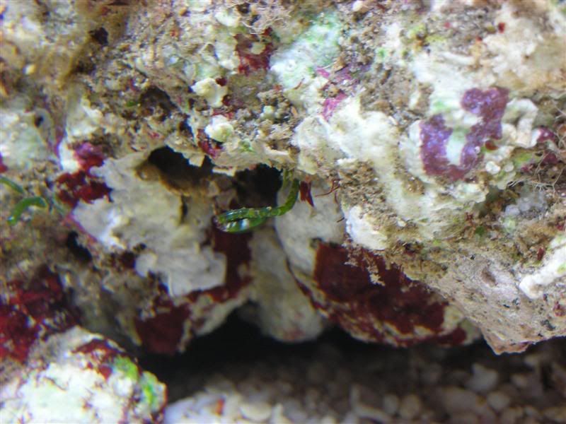 marinestartuppics1weekold014Medium.jpg