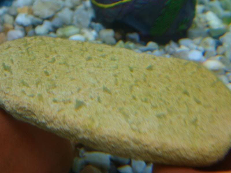 algea005.jpg