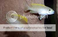 Caudopunctatus_Cichlid.jpg