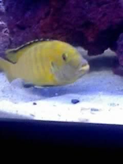 LabidochromisCaeruleus.jpg