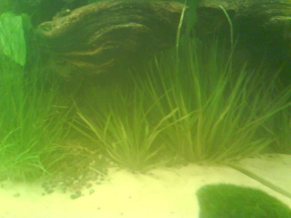 398plants008.jpg