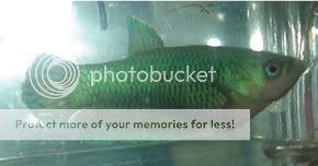 BettaShowandMyFish041-1.jpg