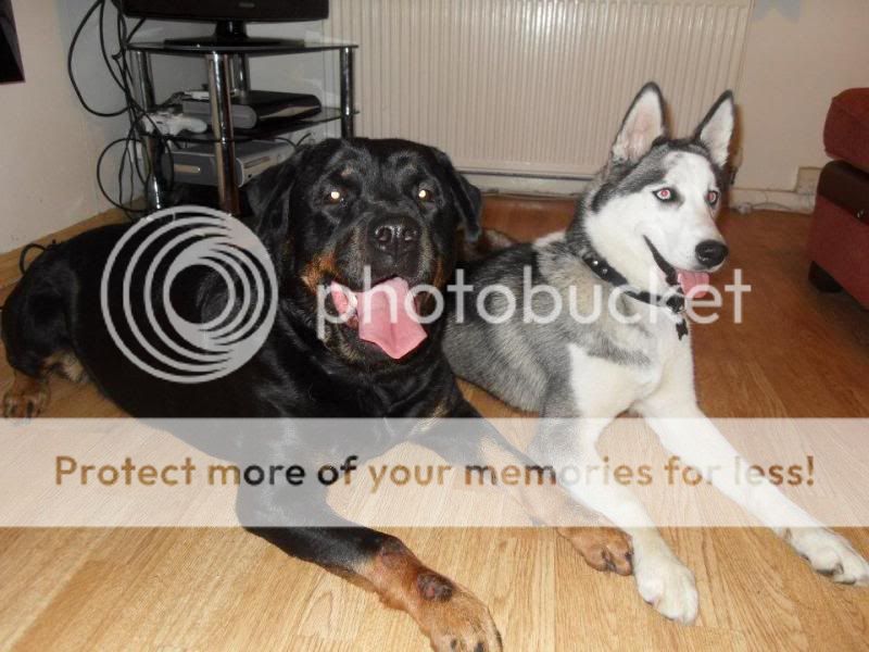 onyx.jpg