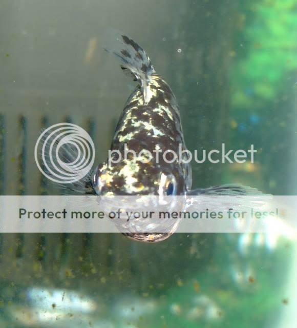 DSCF4391.jpg