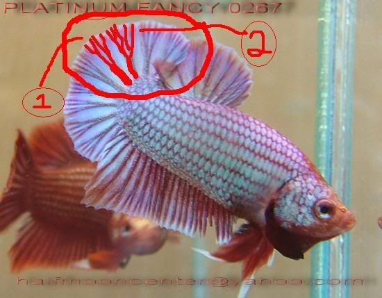 fwbettashmp1170281491x.jpg