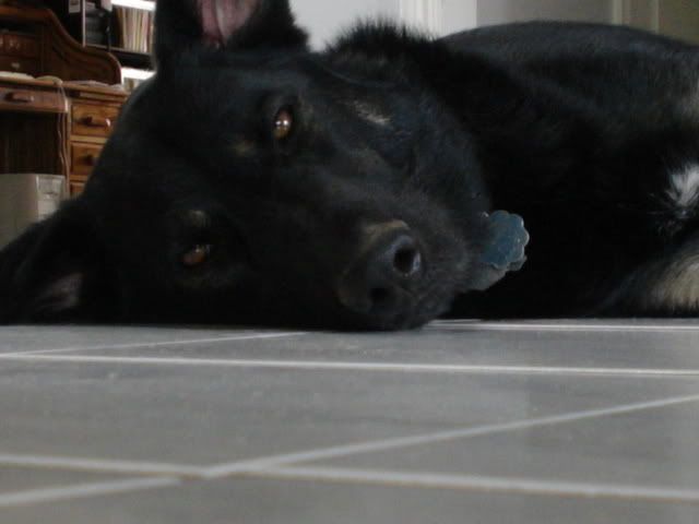 animaux002.jpg