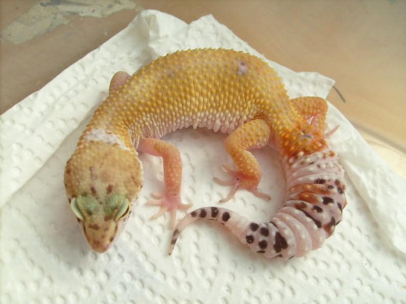 Picsofpetsoctober08090.jpg