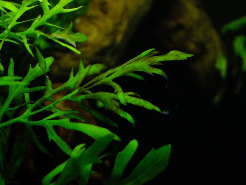 DSCF2953.jpg