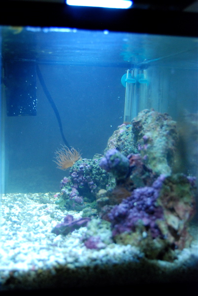 Aquarium_Additions_2_by_MadCatter.jpg