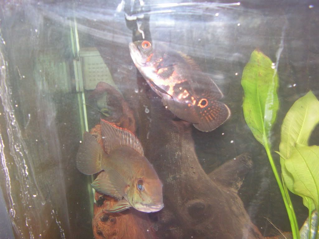 PICT1508.jpg