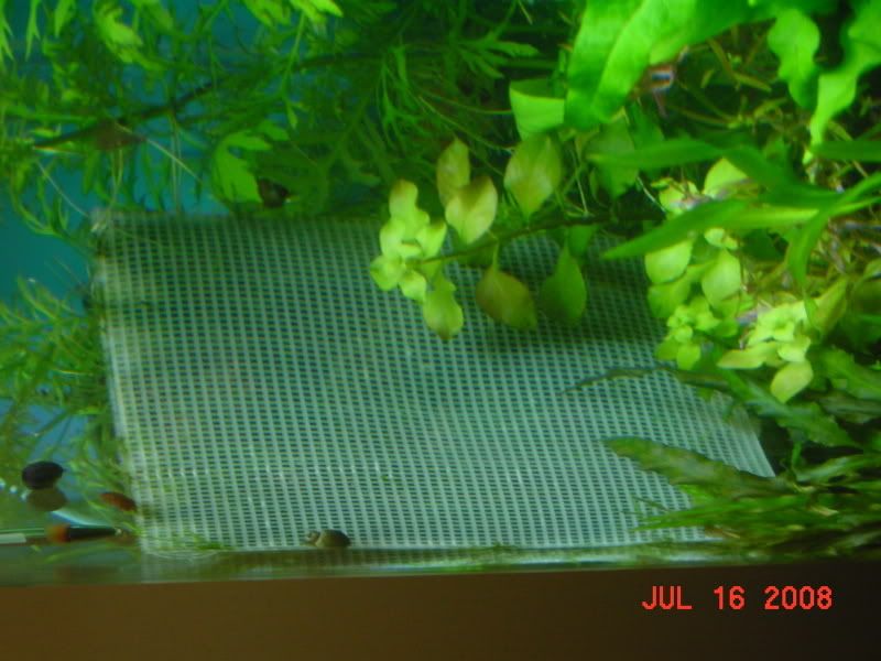 Shrimp012.jpg
