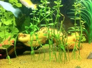 plants.jpg
