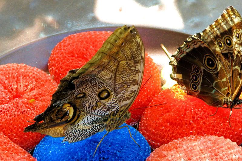 butterflies1.jpg
