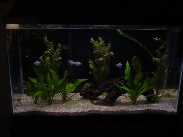 Logans29Gallon002.jpg