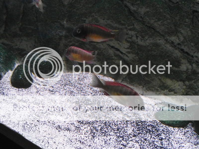 SAM_0087-1.jpg